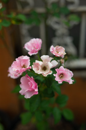 Texas bluebell (Eustoma exaltatum subsp. russellianum) is a flowering plant species native to the Great Plains region of North America. Texas bluebell is also called the showy prairie gentian. This species is a popular garden flower.の写真素材