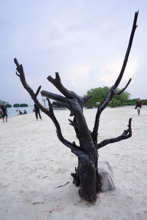 dead tree trunks in the middle of the beach sand, April, 24 2023の写真素材