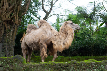 a camel waiting to be fed by visitors at the safari parkの写真素材
