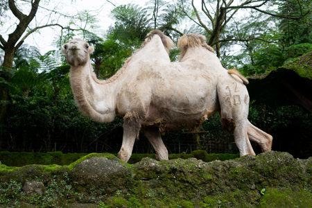 a camel waiting to be fed by visitors at the safari parkの写真素材