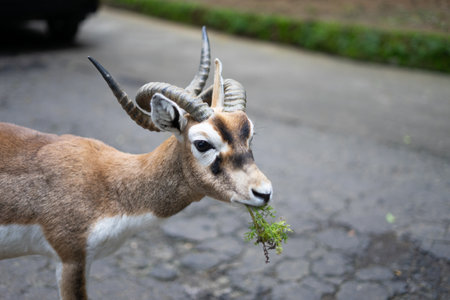 blackbuck eats vegetables given by visitors at the Bogor Safari Parkの写真素材