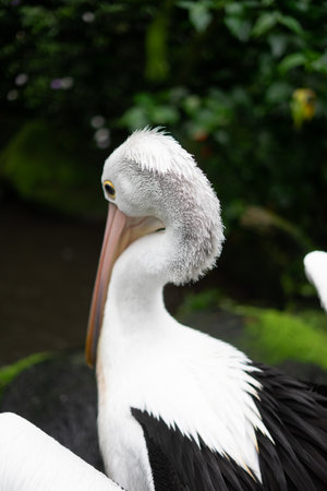 Pelicans are water birds that have a pouch under their beaks, and are part of the Pelecanidae bird family. The main food is fishの写真素材