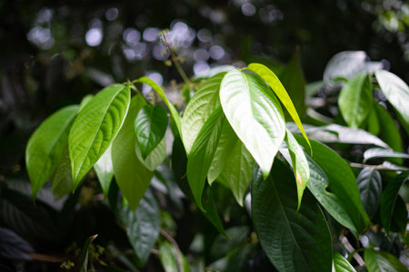 Cacao tree with leaves, theobroma cacao malvaceae from south americaの写真素材