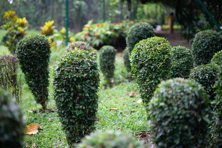 Wild Privet Ligustrum hedge nature texture Sampel seni topiary, in bogor botanical garden, indonesiaの写真素材