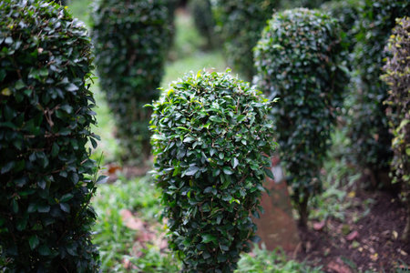 Wild Privet Ligustrum hedge nature texture Sampel seni topiary, in bogor botanical garden, indonesia
