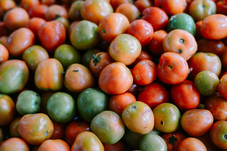 tomatoes are red and green. Usually these tomatoes are called vegetable tomatoes as one of the typical Indonesian spices.の写真素材