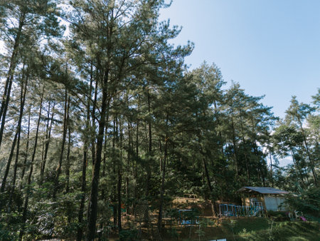 Pine trees illuminated by the backlight of the rising sun, casting a serene and enchanting glow, perfect for nature-themed visuals.の写真素材