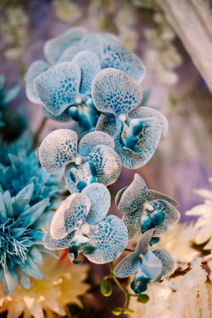 orchid, (family Orchidaceae), any of nearly 1,000 genera and more than 25,000 species of attractively flowered plants distributed throughout the world, especially in wet tropicsの写真素材