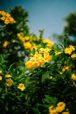 Yellow elder (Tecoma stans) is a flowering shrub or small tree native to the Americas that can grow up to 30 feet tall.の写真素材