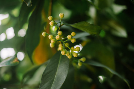 A young guava bud, tightly closed, poised to bloom into a luscious fruit, capturing the essence of nature's growth and potential.の写真素材