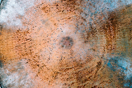Remnants of a mighty tree's trunk, revealing the passage of time and the resilience of nature's...