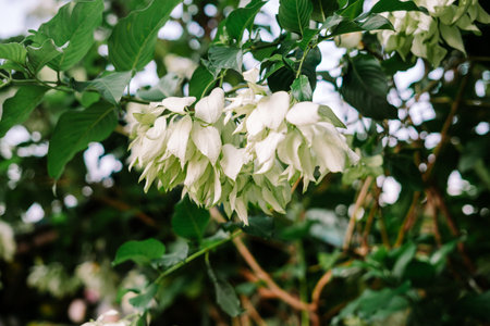 Bougainvillea spectabilis, also known as great bougainvillea, is a species of flowering plantの写真素材