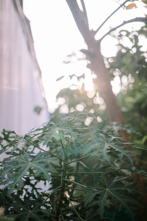 A vibrant papaya tree flourishing behind a house wall, silhouetted against the gentle morning sunlight, evoking serenity and natural beautの写真素材