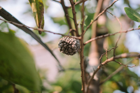 Overripe noni fruit clinging to the tree, its surface turned black over time, showcasing the natural...