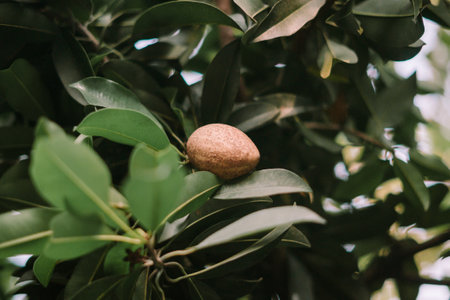 An unripe sapodilla fruit growing on a tree branch, capturing the promise of sweet harvests and the beauty of nature's growth cycle.の写真素材