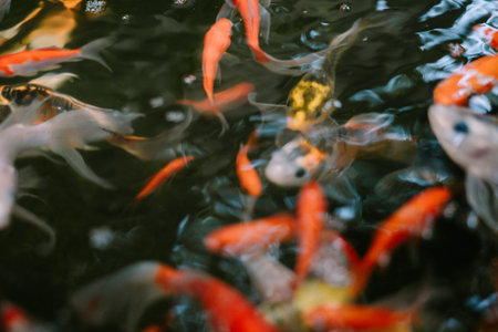Colorful koi fish swimming gracefully in a serene pond, embodying tranquility and natural beauty in a peaceful aquatic settingの写真素材