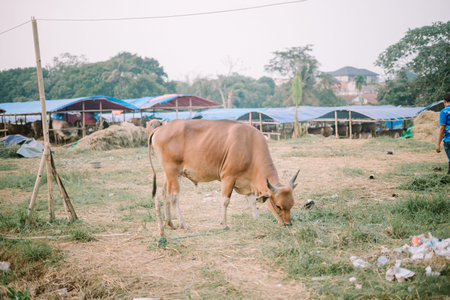 Healthy bulls on a farm, awaiting sale for Eid al-Adha 2024 celebrations