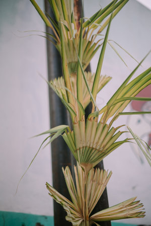 Yellow bamboo decoration on a wall, marking the wedding reception venue