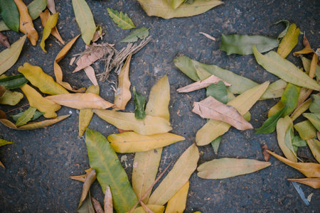 Dry fallen leaves scattered on the pavement