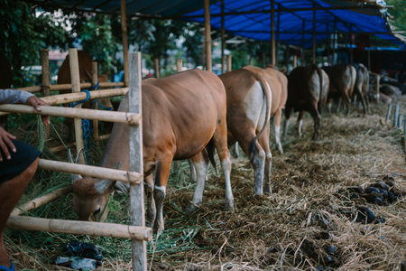 A brown cow resting on a green grassy field, ready for sale to customers for Eid al-Adha 2024, symbolizing the upcoming festive traditionsの写真素材