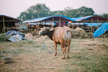 A brown cow resting on a green grassy field, ready for sale to customers for Eid al-Adha 2024, symbolizing the upcoming festive traditionsの写真素材