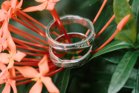 A wedding ring placed on a red flower, symbolizing loveの写真素材