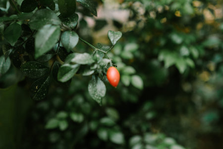 Solanum pseudocapsicum is a nightshade species with mildly poisonous fruit