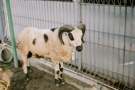 Several goats tied near a mosque fence, prepared for Eid al-Adha sacrifice
