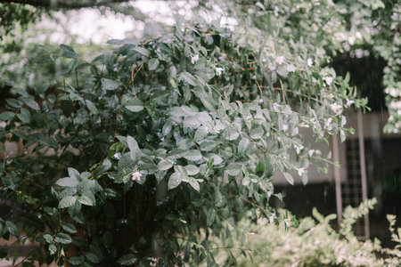 Trees and garden under heavy rain, causing water to overflow and flood the area, creating a wet and...
