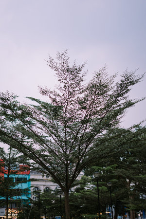 A tree stands tall in a city park, offering a touch of nature and tranquility amidst the urban...