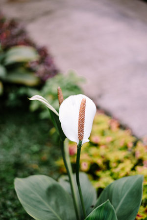 Spathiphyllum Kochii, also known as Peace Lily, is a striking indoor plant with glossy, dark green...