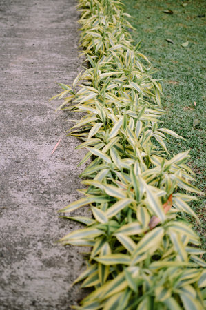 The Song of India plant (Dracaena reflexa) is a colorful addition to the Dracaena genus, known for its stripey green and yellow leaves and whorl-shaped growing pattern.の写真素材