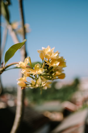Plumeria rubra is a deciduous plant species belonging to the genus Plumeria. Originally native to Mexico, Central America, Colombia and Venezuelaの写真素材