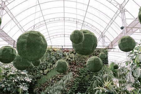 Green plants shaped into a spherical decorative arrangement, adding a vibrant and unique touch to the indoor or outdoor spaceの写真素材