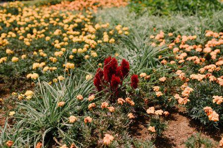 Beautiful orange flowers, amazing summer flowers, summer ornamental flora.の写真素材