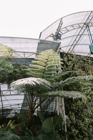 Green plants shaped into a spherical decorative arrangement, adding a vibrant and unique touch to the indoor or outdoor spaceの写真素材