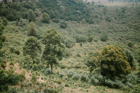 A serene landscape with rows of plants and a few large trees scattered throughout, creating a peaceful and natural environmentの写真素材
