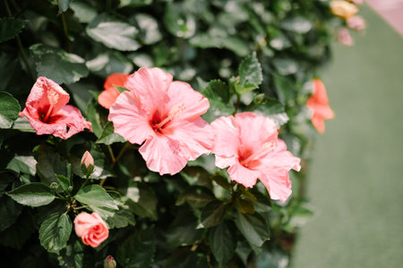 Shoeblackplant, known colloquially as Chinese hibiscus, China rose, Hawaiian hibiscus, rose mallow and shoeblack plantの写真素材