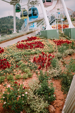 Small red and green plants growing in red soil, showcasing vibrant colors and fresh growth in a natural environmentの写真素材