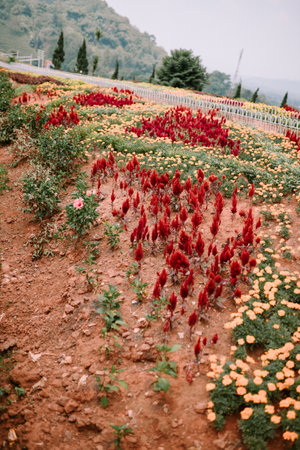 Small red and green plants growing in red soil, showcasing vibrant colors and fresh growth in a natural environmentの写真素材