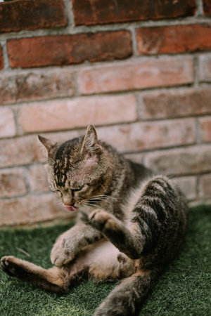 A male cat grooming itself by cleaning its rear, demonstrating natural feline hygiene behavior."の写真素材