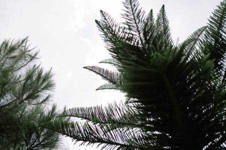 A tree with a slightly cloudy sky in the background, showcasing its expansive canopy and strong branches.の写真素材