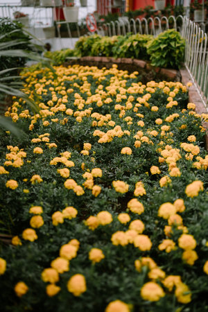 A small garden filled with vibrant green leaves and bright yellow flowers, creating a fresh and lively atmosphereの写真素材