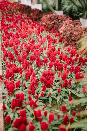 Celosia argentea, commonly known as the plumed cockscomb or silver cock's comb, is a herbaceous plant of tropical origin in the Amaranthaceae family from India and Nepal.の写真素材