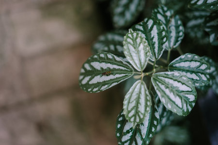 Pilea cadierei is an annual herb that has green oval leaves with silver spots on the leaves. Pilea cadierei is a species that belongs to the Urticaceae familyの写真素材