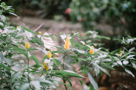 Pachystachys lutea, known as the golden shrimp plant or lollipop plant, is a tropical, soft-stemmed evergreen shrub between 0.5 and 2.5 meters tall, native to Peruの写真素材