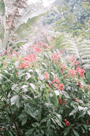 Several small trees growing up to 2 meters tall with trunks measuring about 3 cm in diameterの写真素材
