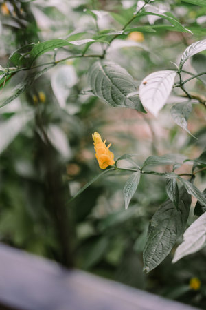Pachystachys lutea, known as the golden shrimp plant or lollipop plant, is a tropical, soft-stemmed evergreen shrub between 0.5 and 2.5 meters tall, native to Peruの写真素材