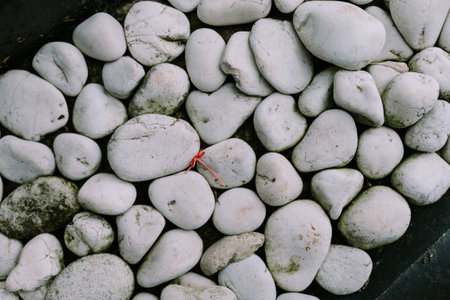 Smooth, white river stones arranged neatly. Ideal for themes of natural beauty, landscaping, or decorative elements in home and garden design.の写真素材