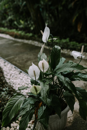 Lilium candidum, the Madonna lily or white lily, is a plant in the true lily family. It is native to the Balkans and Middle East, and naturalized in other parts of Europe, including France, Italy, and Ukraine, and in North Africa, the Canary Islandsの写真素材